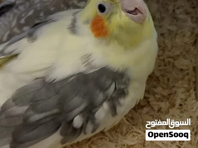 جوز كوكتيل انثى كريمي اليفة مقصوصة وذكر لاتينو بايد نص اليف بجهزو يبيضو  بدون قفص