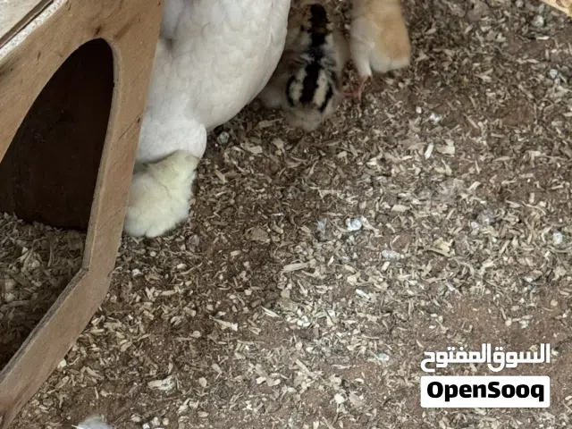 صيصان او كتاكيت للبيع