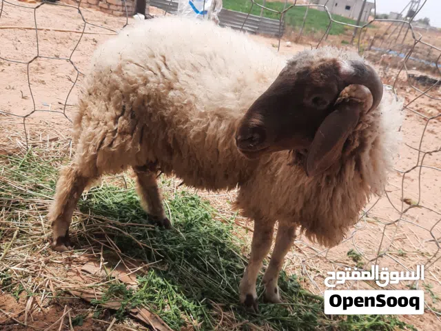 خروف ربي ايبارك للبيع كاش ولا بطاقه