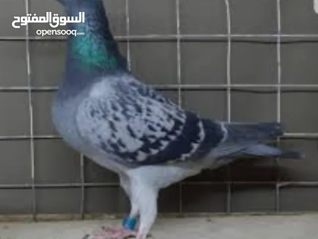 حمام زاجل ريس للبيع فقط