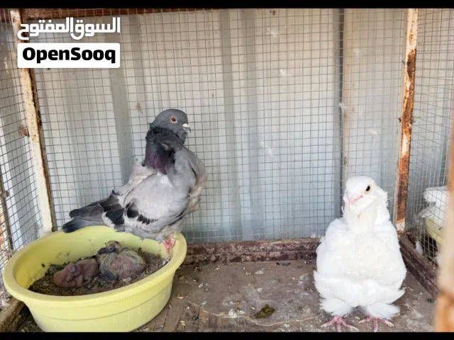 زوج كشكي للبيع