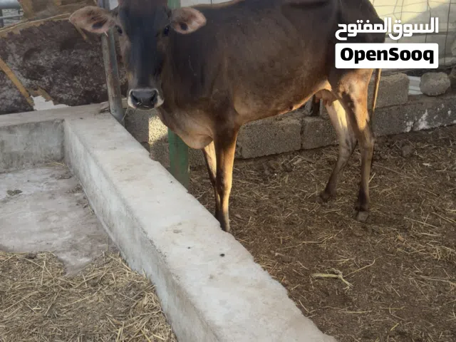 ابقار عمانيات