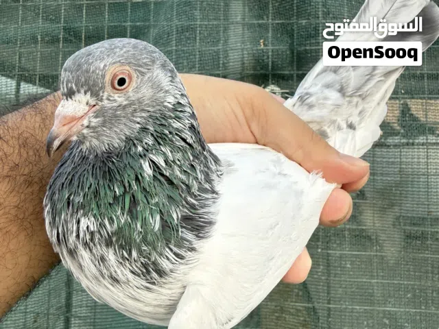 للبيع طيور باكستانية  اقرا الوصف
