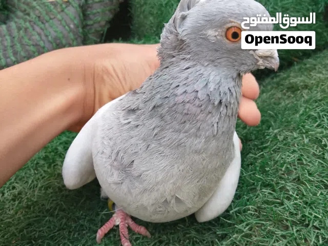 فحول اقرا الوصف