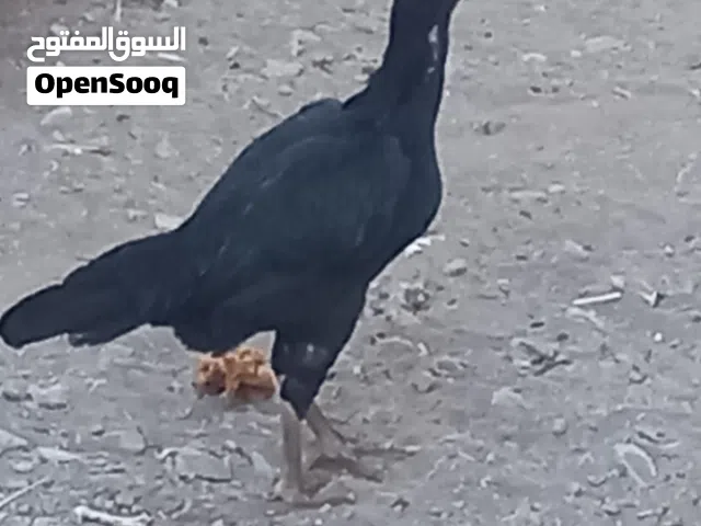 للبيع دجاجتين باكستانيات بيور منتجات