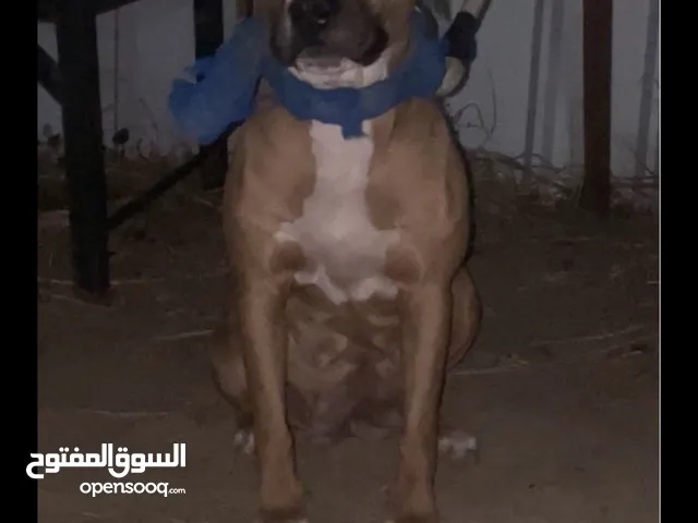للبيع نثيه بتبول