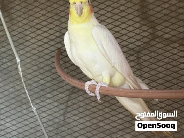 ببغاء كوكتيل لاتينو متكلم بسم لله مشاء الله أرجو مشاهدة وصف الاعلان