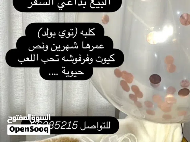كلبه للبيع لداعي السفر للخارج