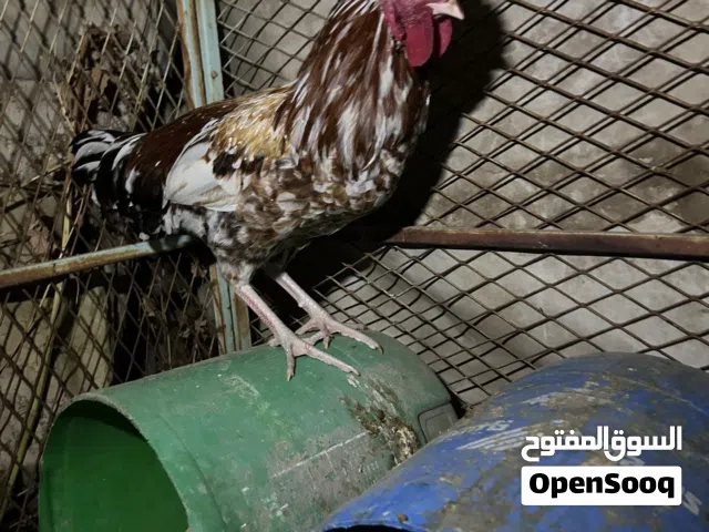 ديك عربي اصيل