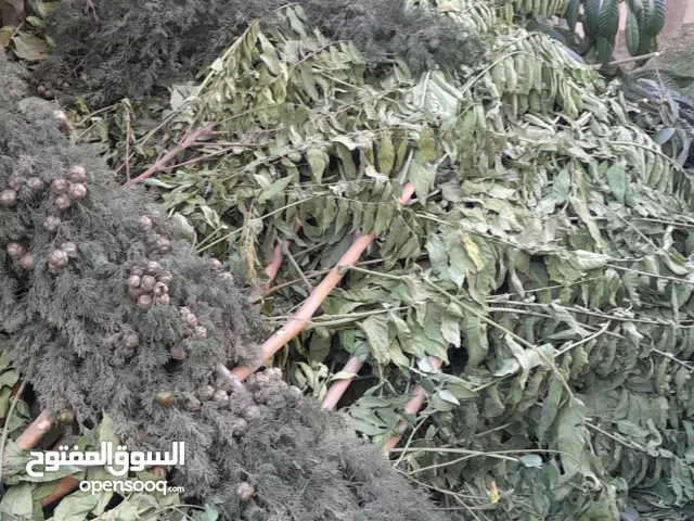 قص الاشجار وتنسيق الحدائق وتقليم الاشجار وتقطيع الاشجار