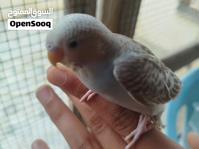 بقلينو مروض توصيل داخل مصراتة فقط