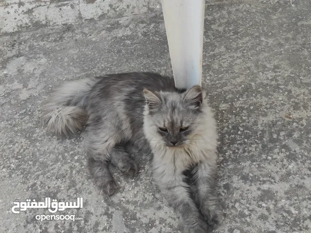 قط شيرازي لعوب متدرب لون جميل شعرطويل مناسب للعائلات والأطفال متدرب على الليتر بوكس ولأكل الرطب والج