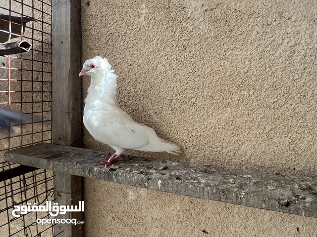 حمام زينه.
