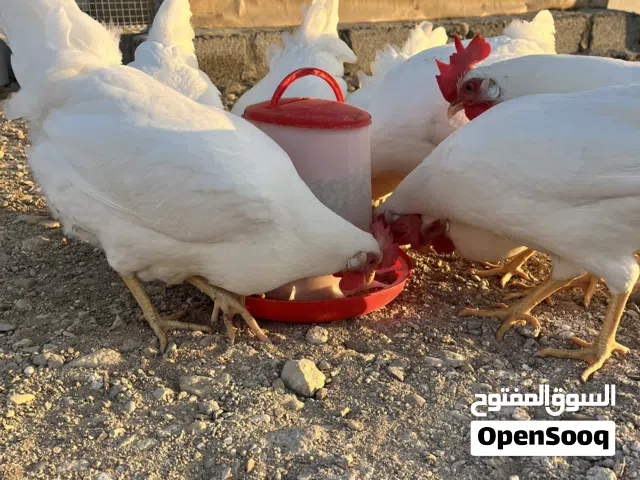 دجاج اللوهمان عمر 3  و اسبوع شهور يعني 13سبوع باقي شهر عن فترت الانتاج  الحبه 4 ريال الي نفاذ الكميه