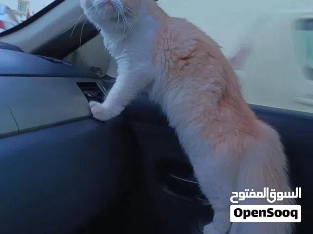قطة نادرة (ساشا )