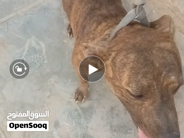 نثيه بتبول