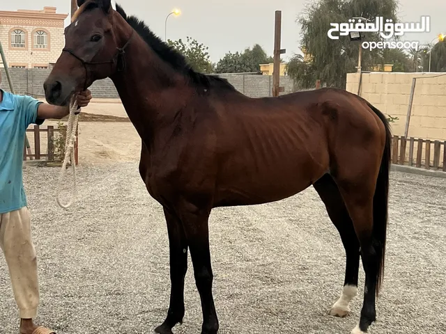 حصان عربي فحل للبيع