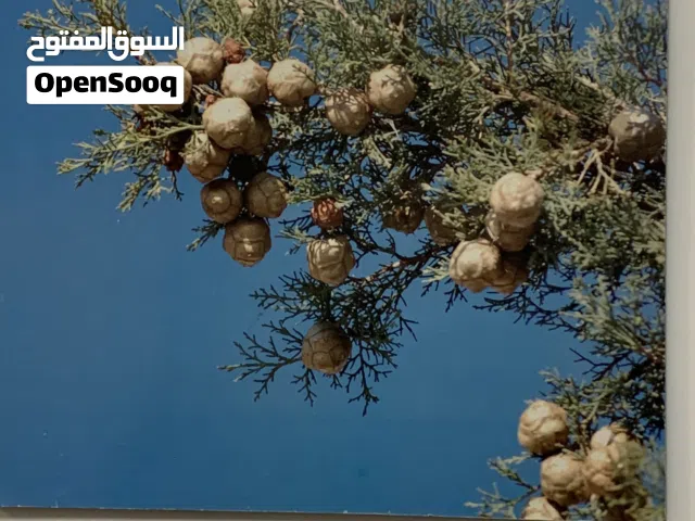 سكن نساء فقط