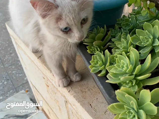 قط اليف ضائع يوجد في حديقة منزلي من يريد ان يتبناه يتواصل على الرقم