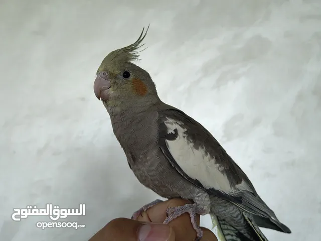 حبتين كوكتيل اليف زق يدوي واحد منهم متكلم بسم الله ما شاء الله شوف الوصف ...........................