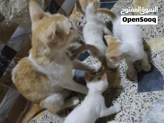 قطط شارع 4 صغار عمرهن 3 اسابيع وي الام للتبني