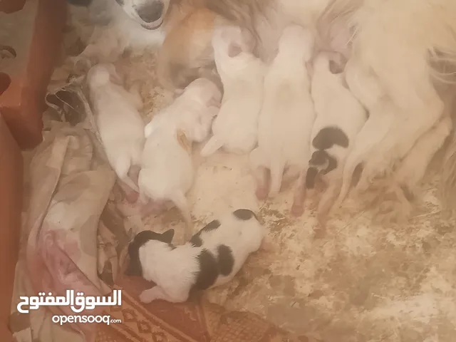 السلام لولو فوكس جواها 7 وكلهن علبو اصليات