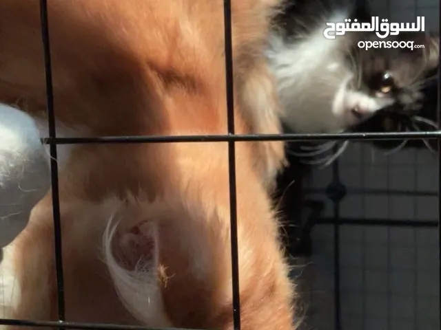 قطتين Two cats