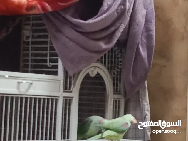 الزوج نيبالي و الحجم مشاءالله جمبو