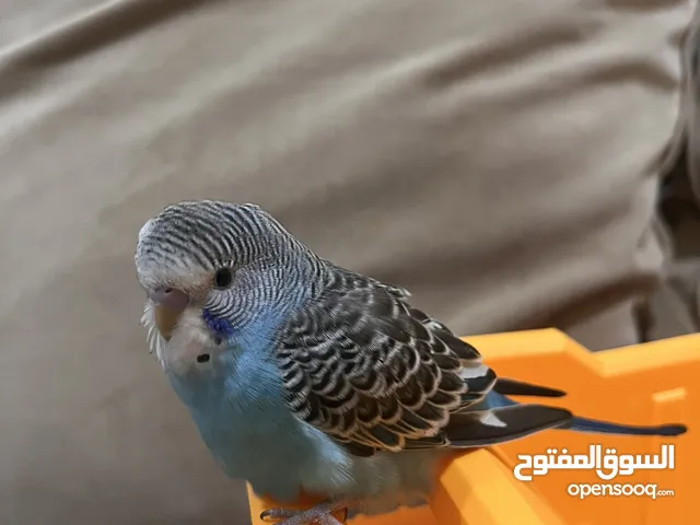 Friendly Parrot budgies