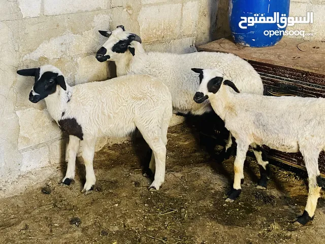 عابورتين وخاروف قبرصي اصلي للبيع