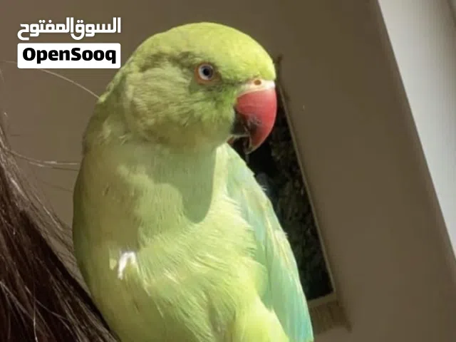 زوج بغبغاء ب200 او بدل بغير طيور