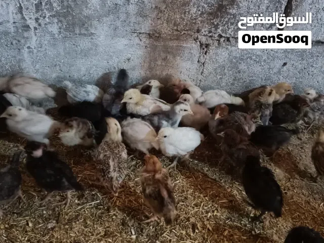 صيصان بلدي