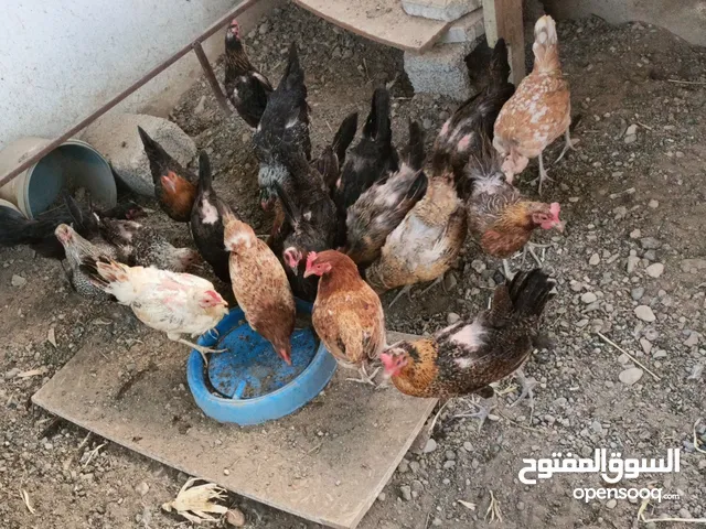 دجاج عماني كبار