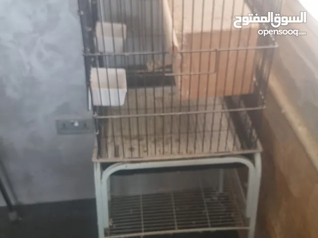 قفص بغغبان للبيع