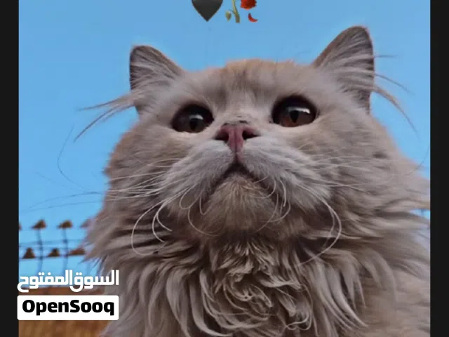 قطه شيرازي بسعر 6500 الف اقرأ الوصف الذي يوجد في الصورة رقم 2