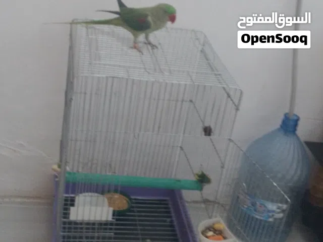 دره نيبالي اليف للبيع مع القفص
