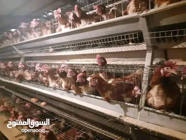 مطلوب حضائر دجاج للأجار في ضواحي مدينة طرابلس الأتصال على /