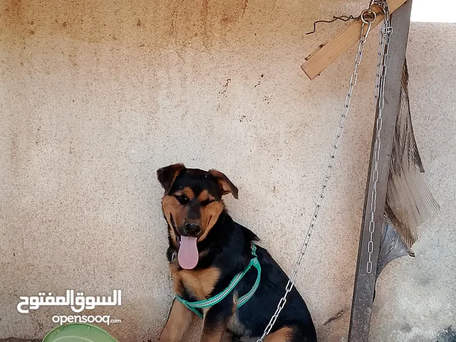 كلبين للبيع هاسكي و روت وايلر بسعر مغري و قابل للتفاوض