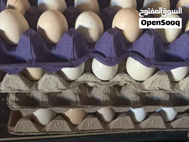 بيض للبيع - بحرين / فرنسي