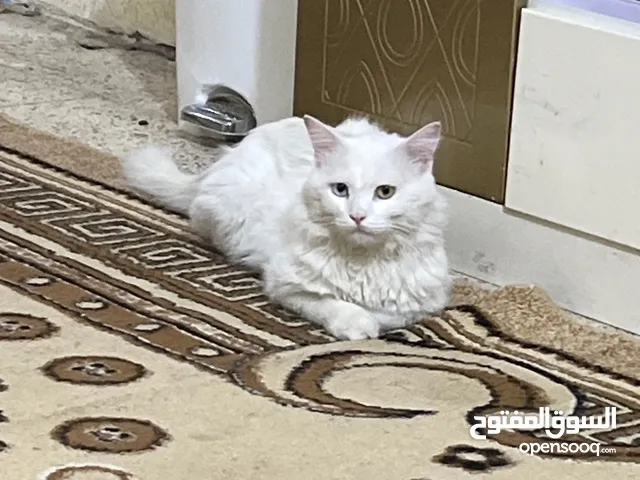 قط ذكر شيرازي للتبني