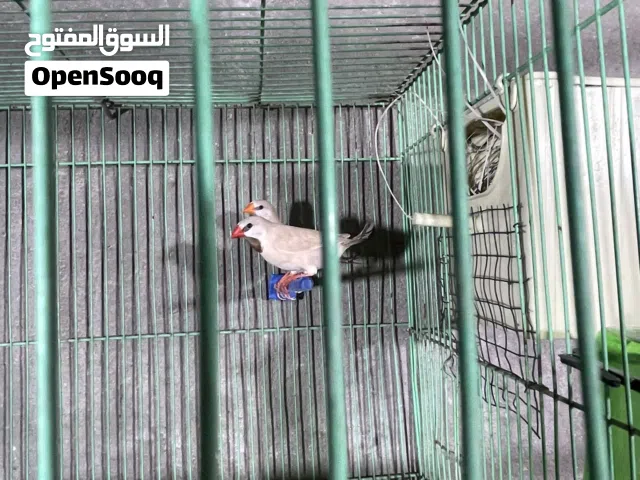زوج شفت تيل  امايات العمر سنة
