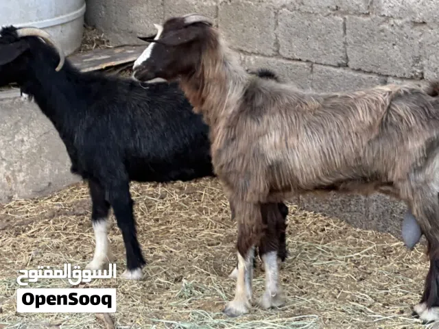 أغنام من حلال بني سعيد جباليات ثالث ولد  حلال طيب للتربيه كل شي سليم