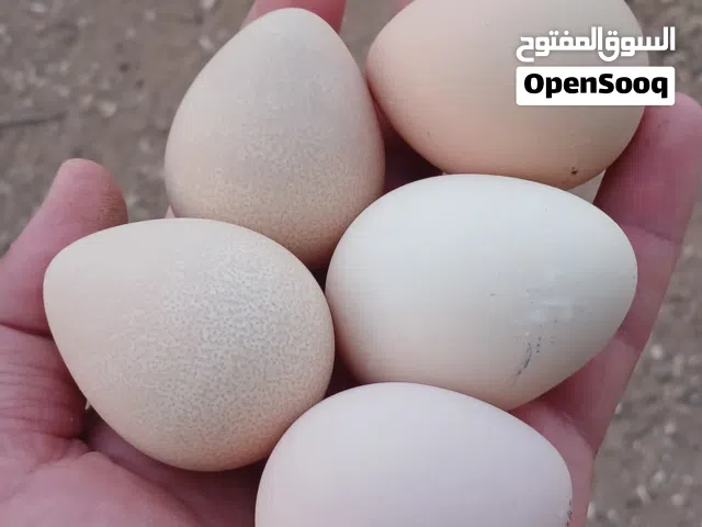 جاج فرعوني للبيع
