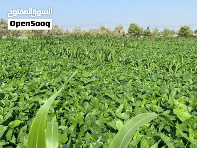 لوبيه وحريه وبنكام