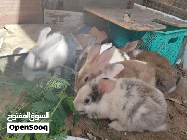 أرنب للبيع