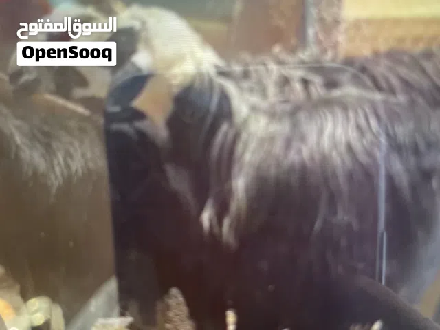 للبيع كبشان اضاحي فل سمنة اضاحي كبار