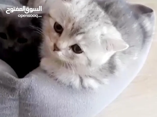متجر Mimi kats للحيوانات الاليفه