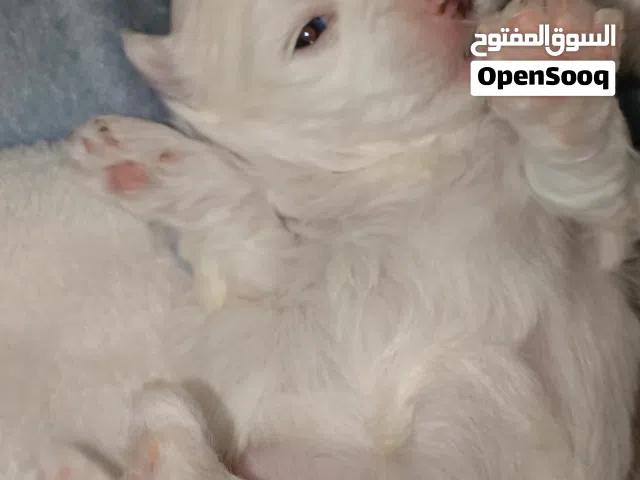كلاب مالتيز جراوه