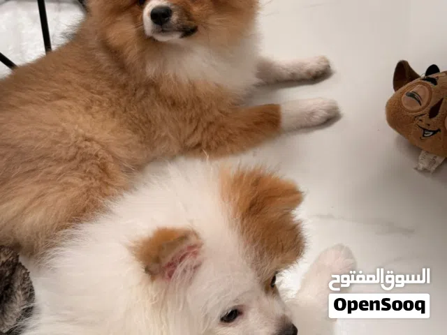 بيور بومارينيان للبيع