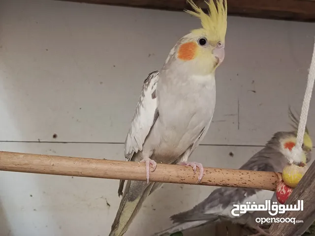 كوكتيلات امايات وياهن مخاليف وحاليا مبيضات كل بيت بي اربع بيضات تاخذهن مضمونات من كلشي صحه وتبزير